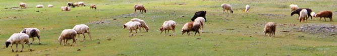 Овцы под присмотром GPSavto